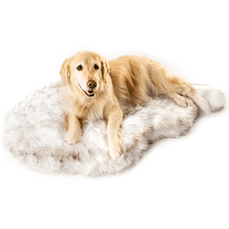 Dog Cot Bed Elevated Outdoor
