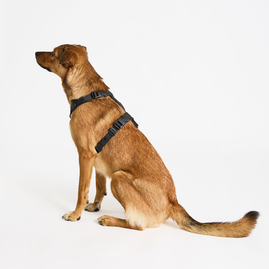 Dog Collar Slip Adjustable