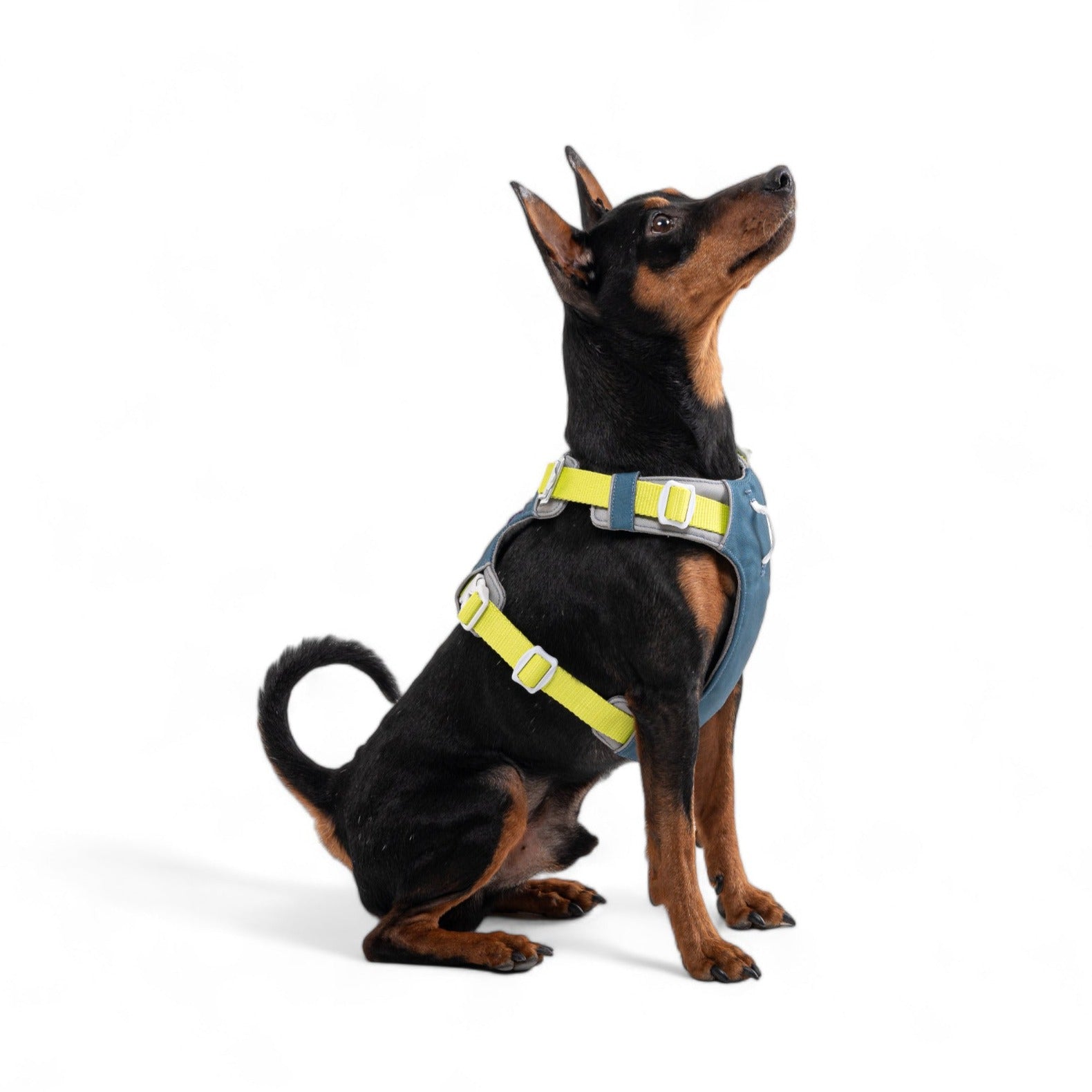 Dog Collar Tactical Adjustable